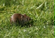 Bank Vole
